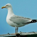 goeland_argente