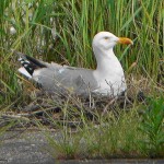 goeland_femelle