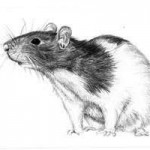 rat_dessin